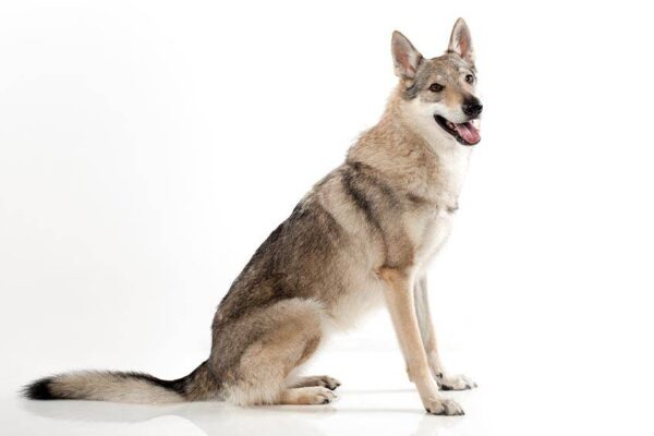 descripción del Perro lobo checoslovaco