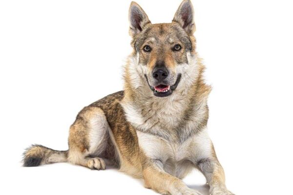 quien creo el Perro lobo checoslovaco