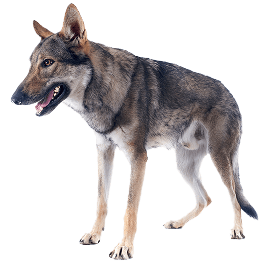 Perro lobo checoslovaco