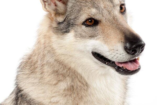 el Perro lobo checoslovaco es bueno con los niños