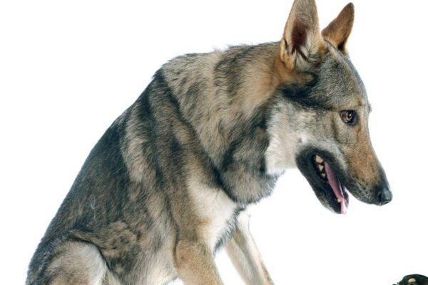 Por qué se creo el Perro lobo checoslovaco