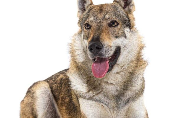 temperamento del Perro lobo checoslovaco