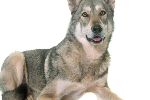 Perro lobo de Saarloos