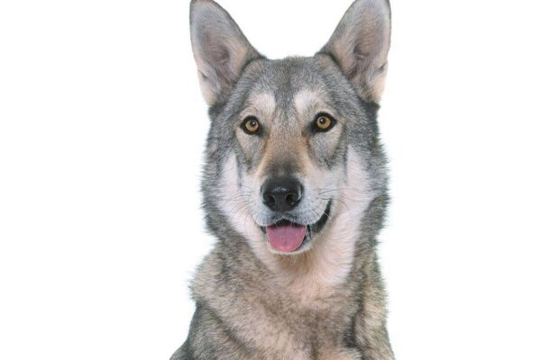 apariencia del Perro lobo de Saarloos