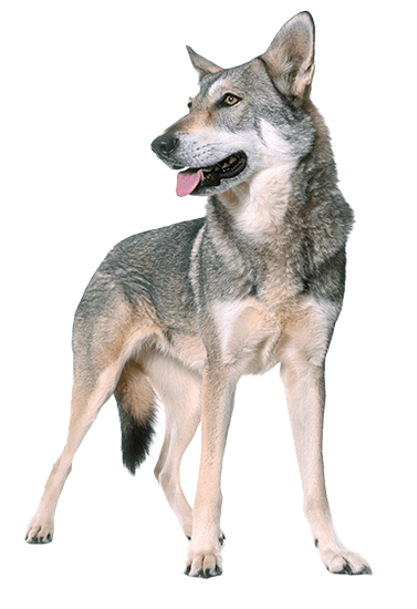 Perro lobo de Saarloos