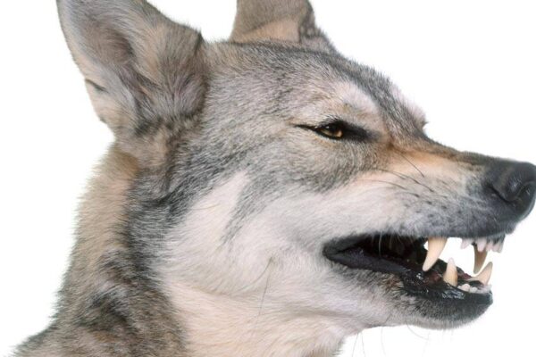 historia del Perro lobo de Saarloos