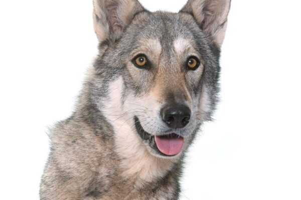 temperamento del Perro lobo de Saarloos