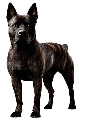 Perro Majorero