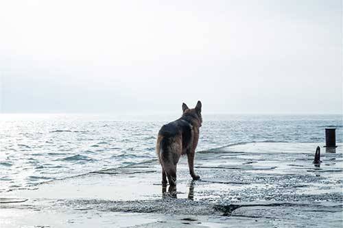 la tristeza de un perro