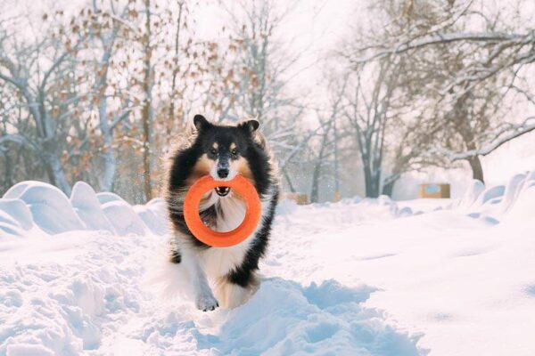 caracter del Perro pastor de las islas Shetland