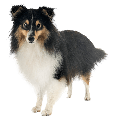 Perro pastor de las islas Shetland