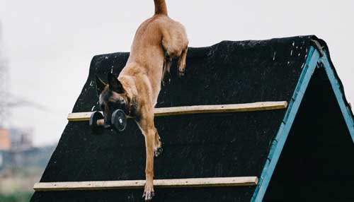 perro policia fuerte