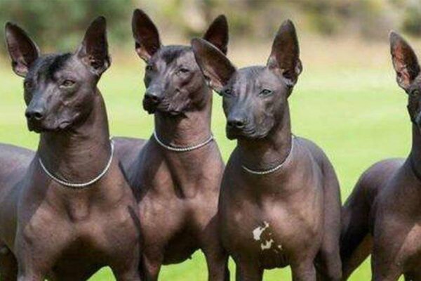 Perro sin pelo del Perú