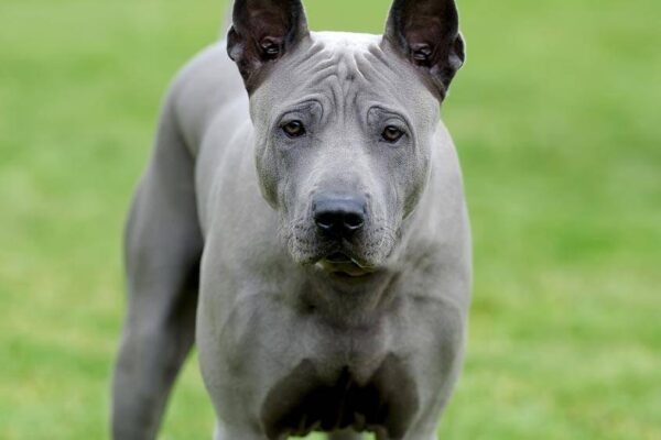 cuidados del Perro sin pelo del Perú