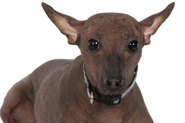 descripción del Perro sin pelo del Perú