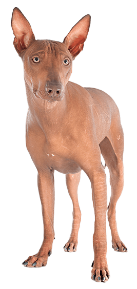 Perro sin pelo del Perú