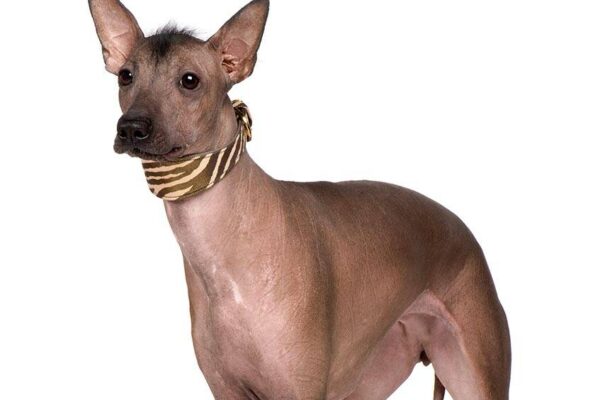 temperamento del Perro sin pelo del Perú