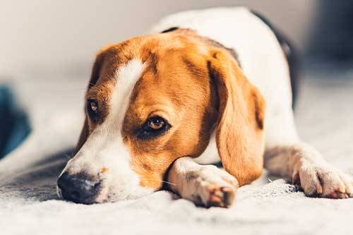 mascota triste