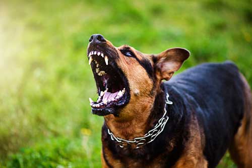 razas peligrosas de perros
