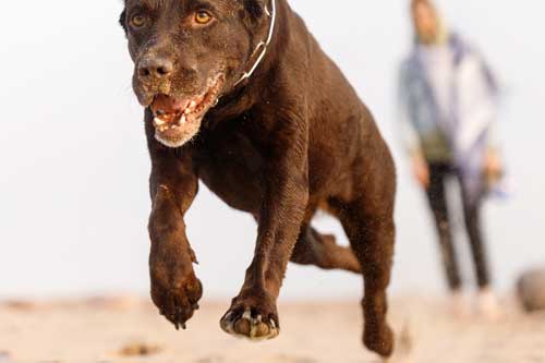 Motivos por los que son perros peligrosos