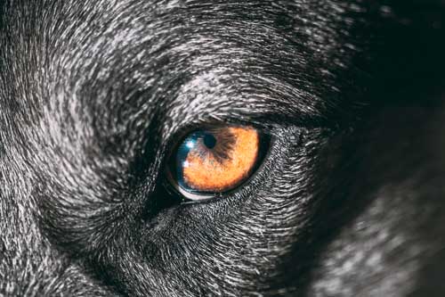 Perros de alto peligro