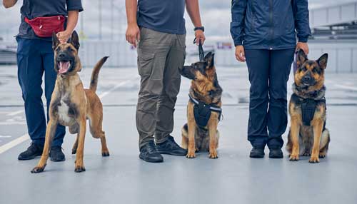 las mejores razas de operros policias