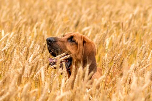 Perros tipo Sabueso y perros de rastreo