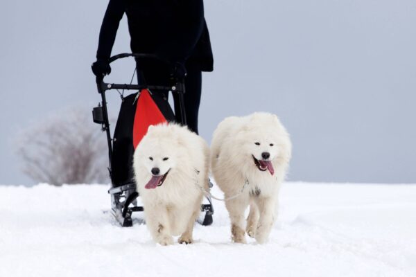 Perros tipos Spitz y tipo primitivo