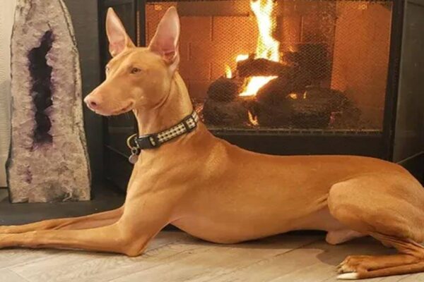 como es un Pharaoh hound