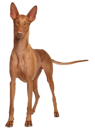 Pharaoh hound