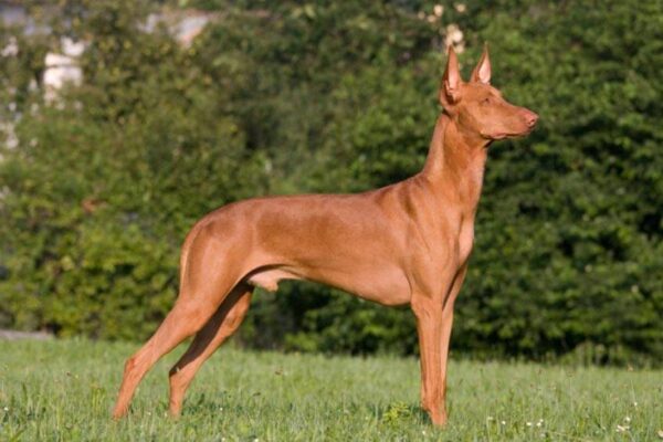 cuanto mide un Pharaoh hound