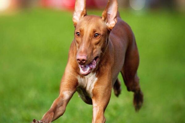 el Pharaoh hound es bueno con los niños
