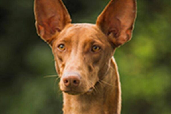 Temperamento del Pharaoh hound