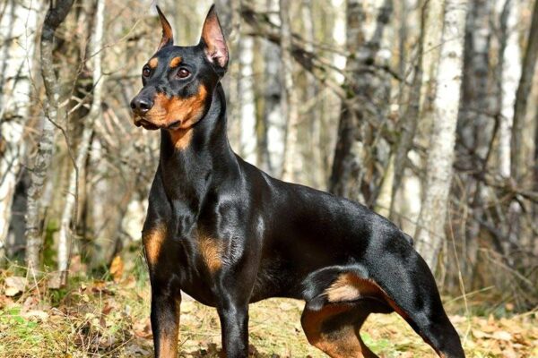 Origen e historia del Pinscher alemán