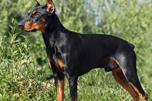 Qué es un Pinscher alemán