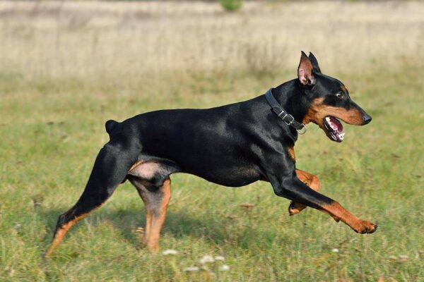 temperamento del Pinscher-aleman