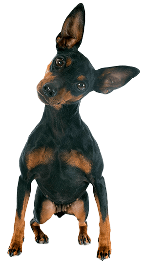 Pinscher miniatura