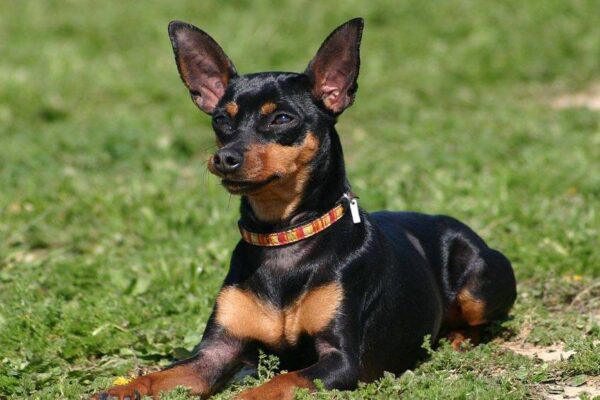 standar de un Pinscher miniatura