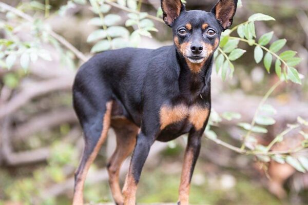 cuanto mide un Pinscher miniatura