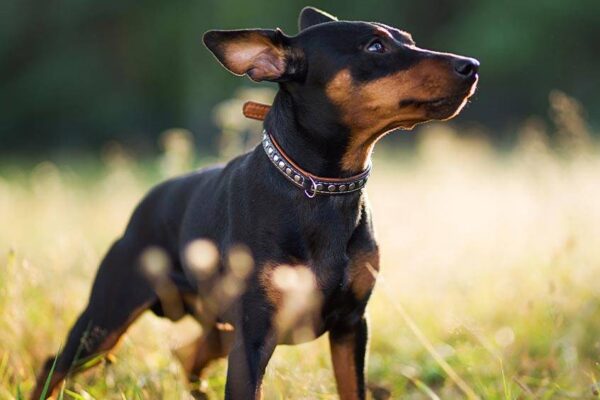 Qué es un Pinscher miniatura