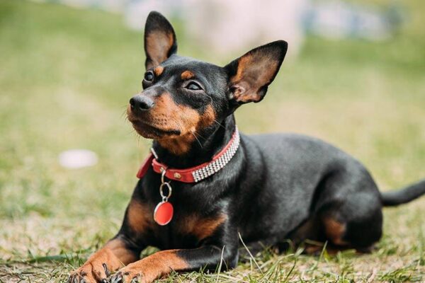 temperamento de un Pinscher miniatura
