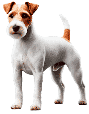 Plummer Terrier