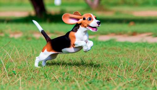 Pocket Beagle origen