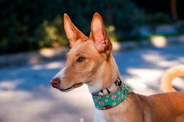 Podenco canario