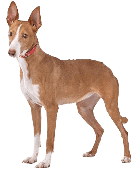 Podenco canario