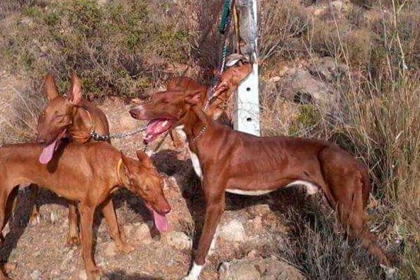 Podenco-canario en españa