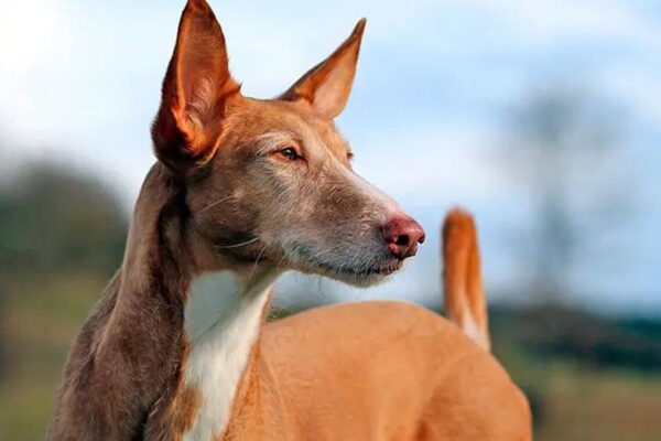 historioa del Podenco canario