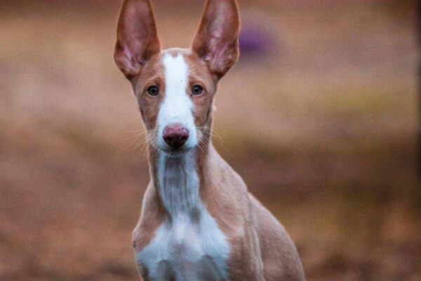 temperamento del Podenco canario