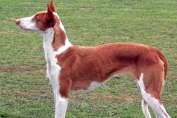Qué es un Podenco ibicenco