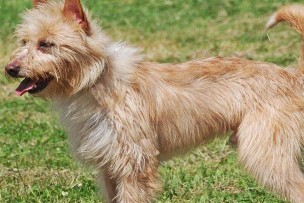 Cómo es un Podenco portugués
